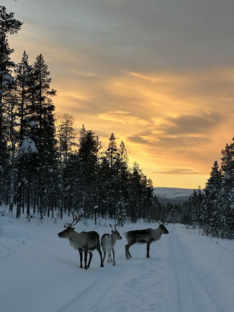 Lapland Reise