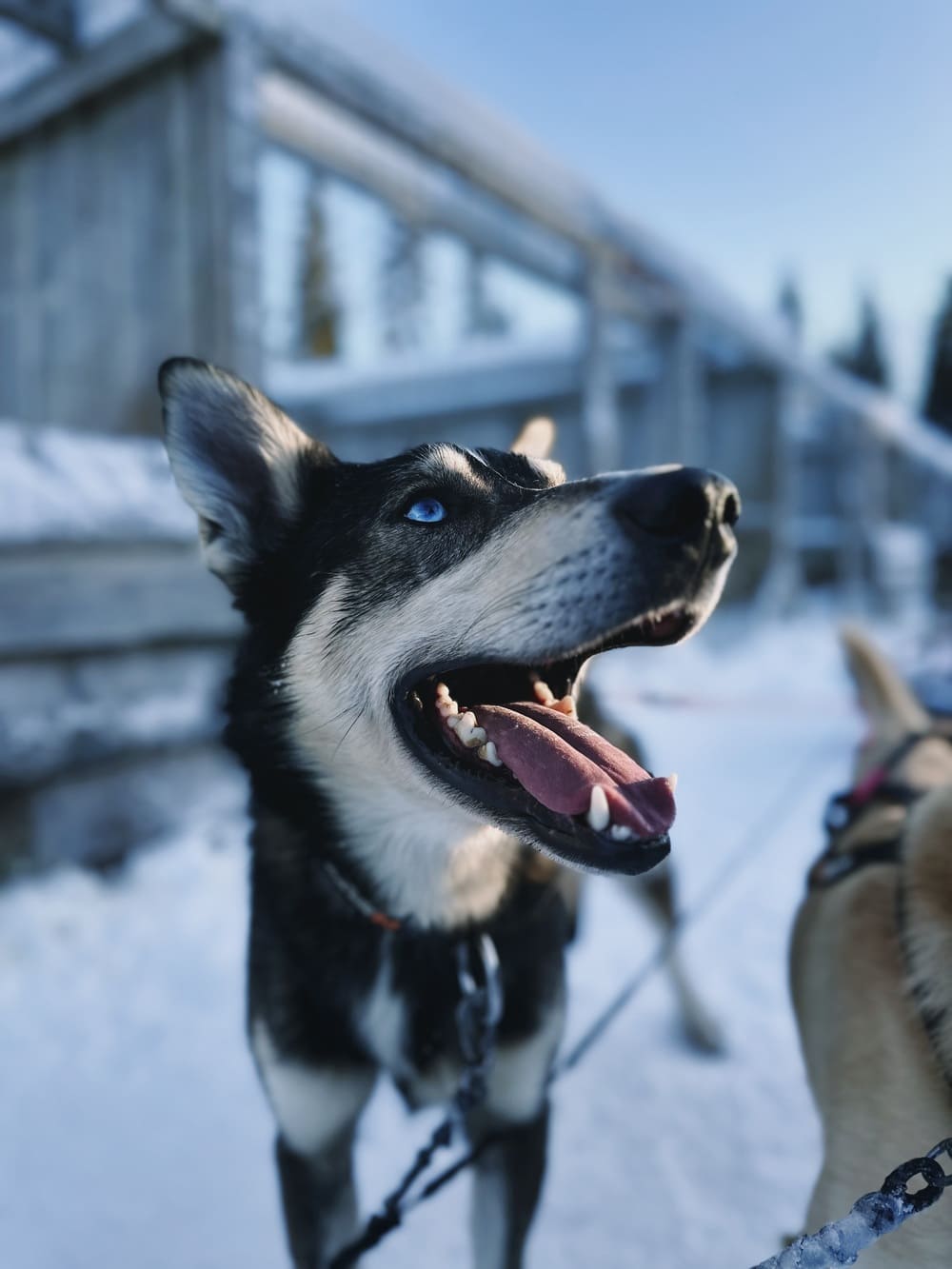Lapland Reise mit Linda